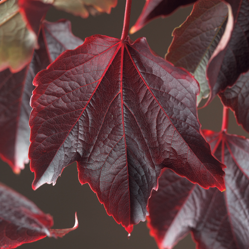 Parthenocissus tricuspidata ‘Veitchii’ - wilde wingerd