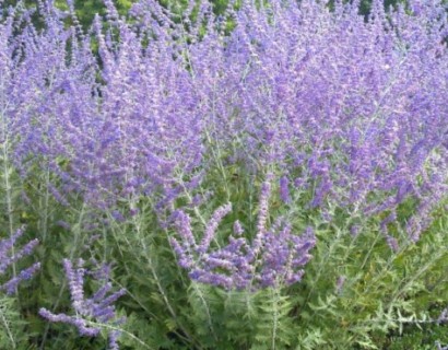 Perovskia atriplicifolia ‘Blue Spire’ - blauwspiraea, Russische salie