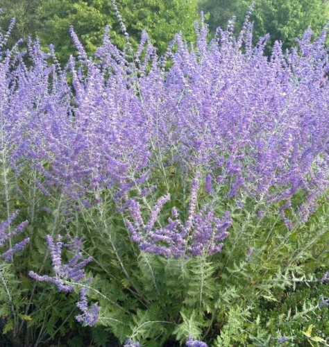 Perovskia atriplicifolia ‘Little Spire’ - Blauwspirea, Russische salie