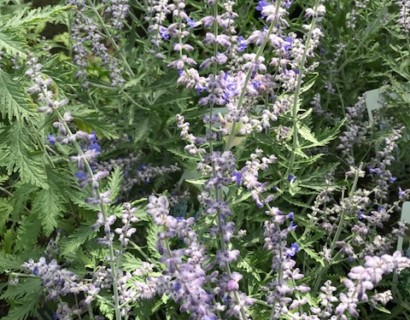 Perovskia atriplicifolia ‘Lacey Blue’ - blauwspiraea, Russische salie