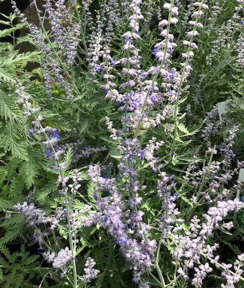 Perovskia atriplicifolia ‘Lacey Blue’ - blauwspiraea, Russische salie