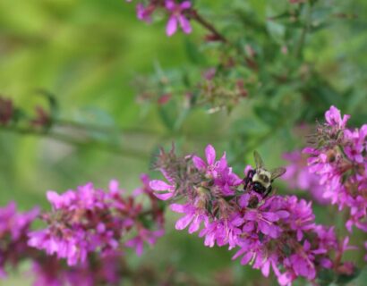 Lythrum salicaria - kattestaart