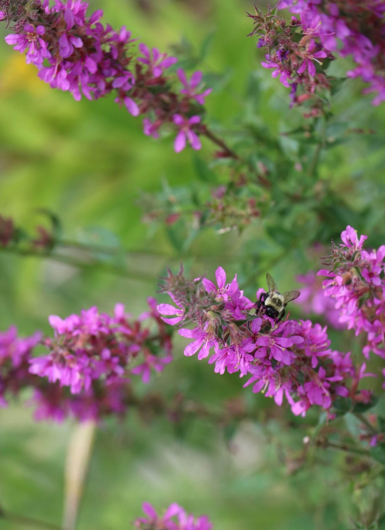 Lythrum salicaria - kattestaart