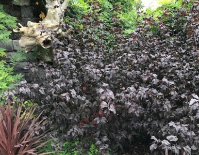 Physocarpus ‘Diabolo’ - blaasspiraea