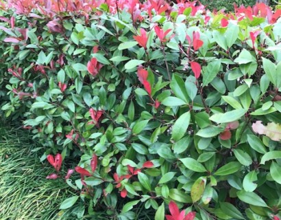 Photinia fraseri ‘Red Robin’ pot 3 liter - glansmispel