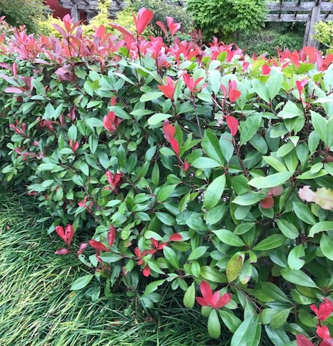 Photinia fraseri ‘Red Robin’ pot 3 liter - glansmispel