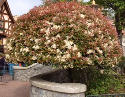 Photinia fraseri ‘Red Robin’ pot halfstam - Glansmispel bolvorm op stam