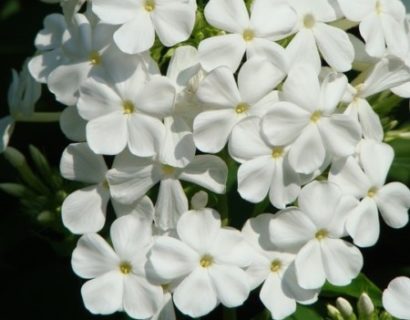 Phlox paniculata ‘White Admiral’