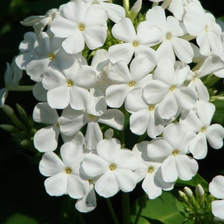 Phlox paniculata ‘White Admiral’ - vlambloem