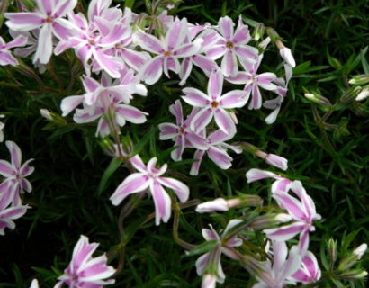 Phlox subulata ‘Candy Stripes’