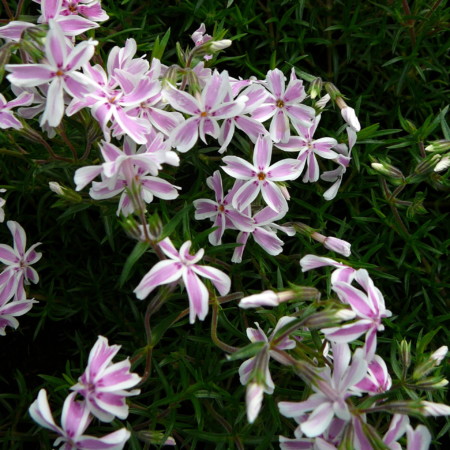 Phlox subulata ‘Candy Stripes’ - vlambloem