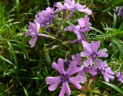 Phlox subulata ‘Purple Beauty’ - vlambloem