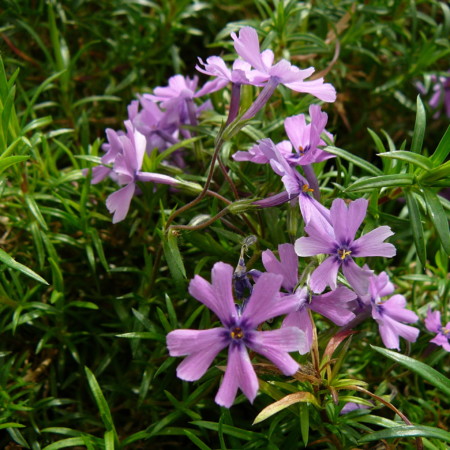 Phlox subulata ‘Purple Beauty’ - vlambloem