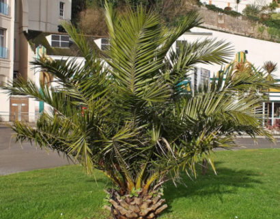 Phoenix canariensis - Canarische dadelpalm