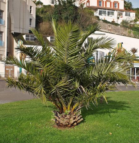 Phoenix canariensis - Canarische dadelpalm