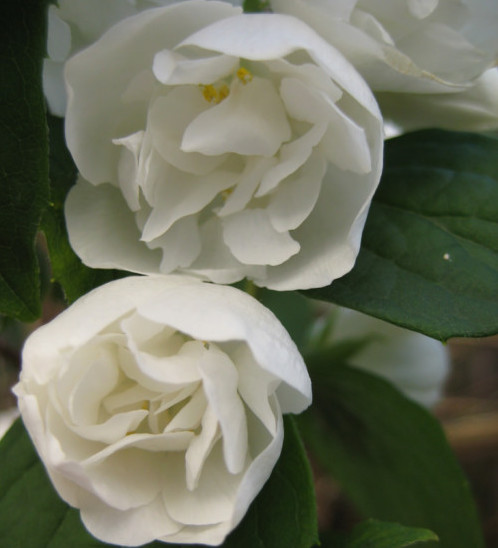 Philadelphus ‘Virginal’ - boerenjasmijn