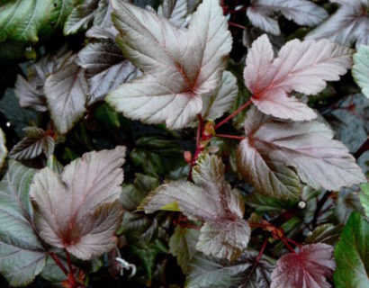 Physocarpus opulifolius ‘Lady in Red’ - blaasspiraea