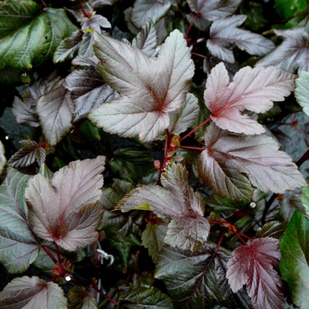 Physocarpus opulifolius ‘Lady in Red’ - blaasspiraea