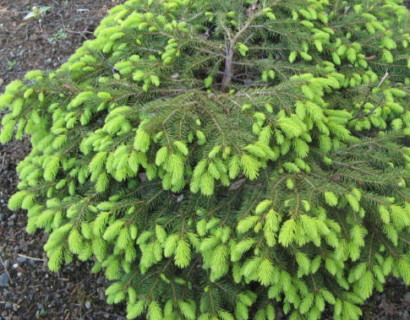 Picea abies ‘Nidiformis’ - dwergspar