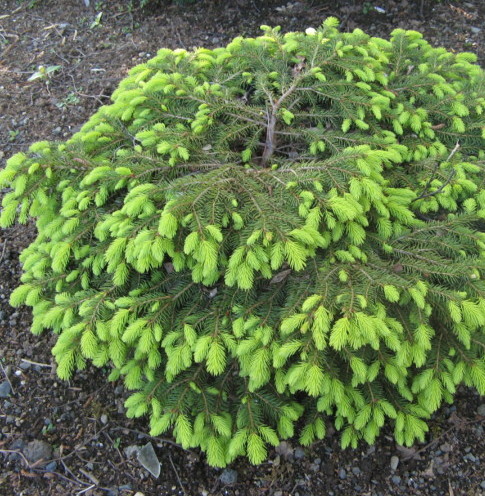 Picea abies ‘Nidiformis’ - dwergspar