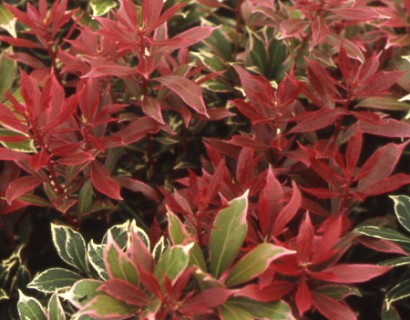 Pieris ‘Carnaval’ - rotsheide