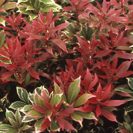 Pieris ‘Carnaval’ - rotsheide