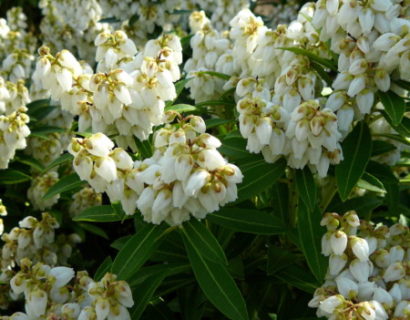 Pieris ‘Debutante’ - rotsheide