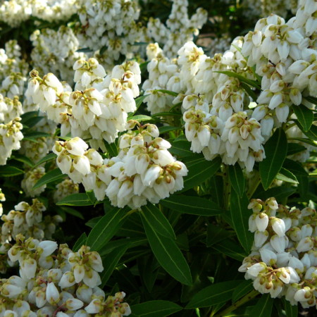 Pieris ‘Debutante’ - rotsheide