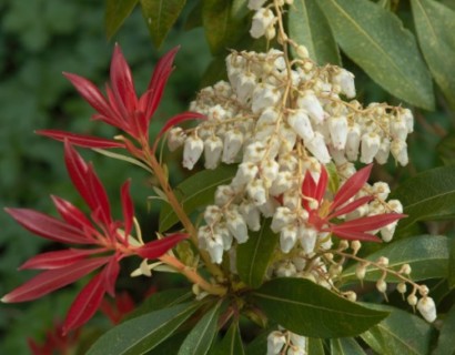 Pieris ‘Forest Flame’