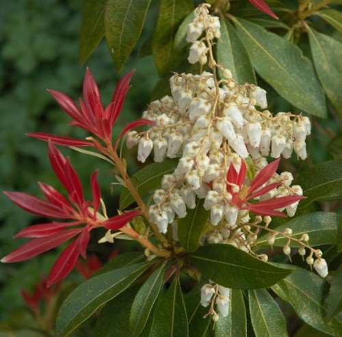 Pieris ‘Forest Flame’ - rotsheide
