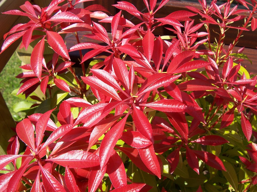 Pieris 'Forest Flame'.