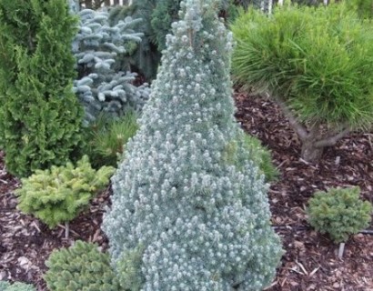 Picea glauca ‘Sander’s Blue’ - dwergspar