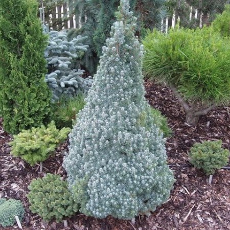 Picea glauca ‘Sander’s Blue’ - dwergspar