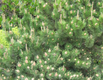 Pinus mugo ‘Mughus’ - pijnboom, dwergden