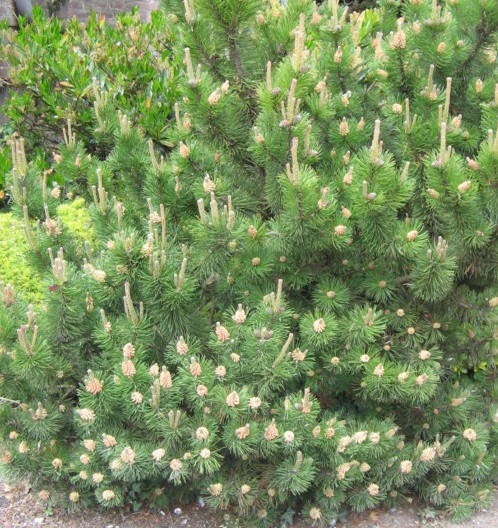 Pinus mugo (mugo) ‘Mughus’ - pijnboom, dwergden