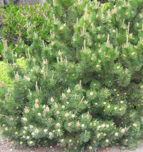 Pinus mugo ‘Mughus’ - pijnboom, dwergden