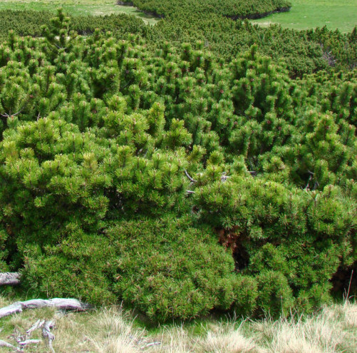 Pinus mugo pumilio - dwergpijnboom, dwergden