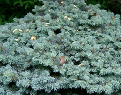 Picea pungens ‘Glauca Globosa’ - dwergspar