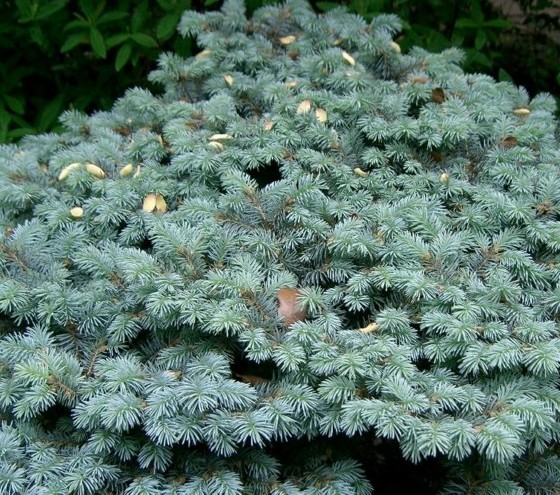 Picea pungens ‘Glauca Globosa’ - dwergspar