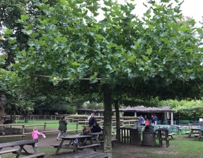 Platanus acerifolia dakvorm - plataan dakvorm