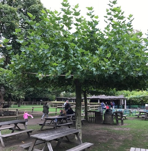 Platanus acerifolia dakvorm - plataan dakvorm