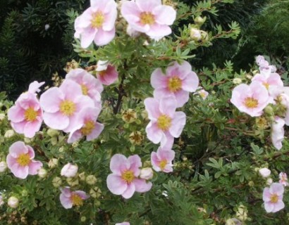 Potentilla fruticosa ‘Pink Queen’ - ganzerik