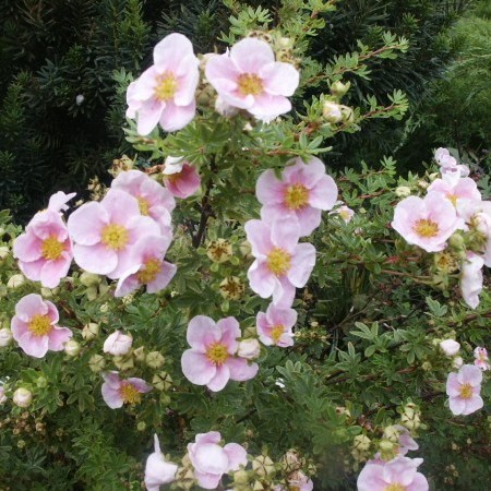 Potentilla fruticosa ‘Pink Queen’ - ganzerik