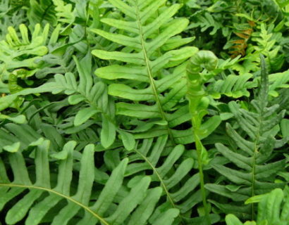 Polypodium vulgare - eikvaren