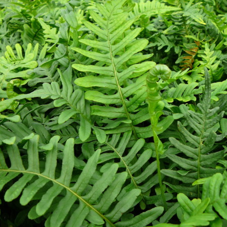 Polypodium vulgare - eikvaren