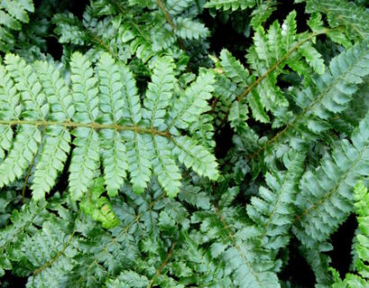 Polystichum polyblepharum - glansschildvaren