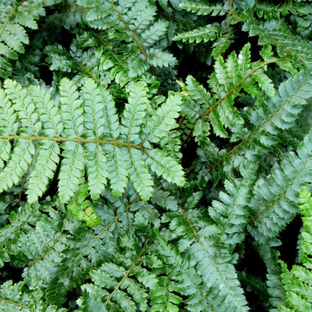 Polystichum polyblepharum - glansschildvaren