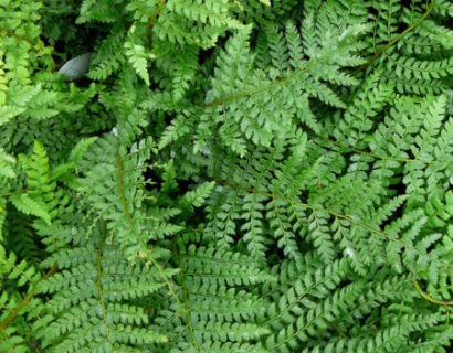 Polystichum setiferum - naaldvaren