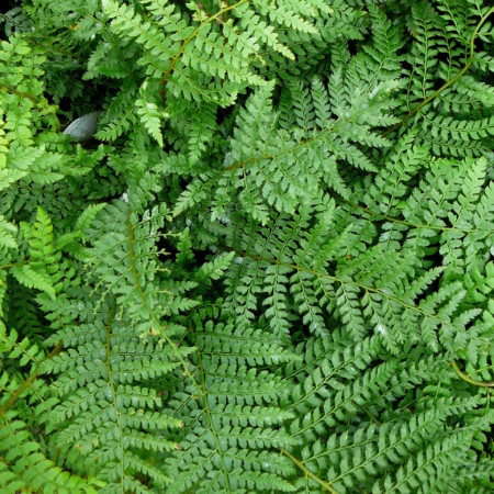 Polystichum setiferum - naaldvaren