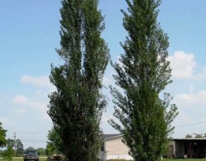 Populus nigra ‘Italica’ - Italiaanse populier